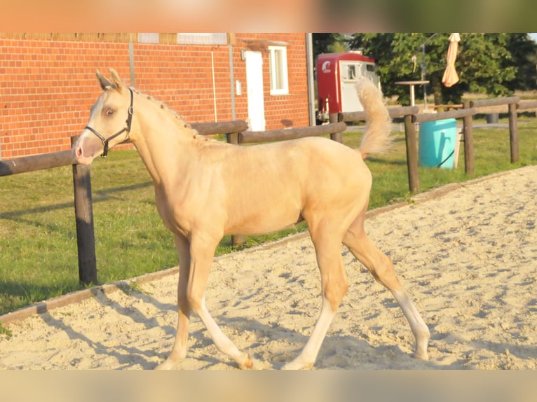 Deutsches Reitpony Hengst Fohlen (05/2025) Palomino in Soest