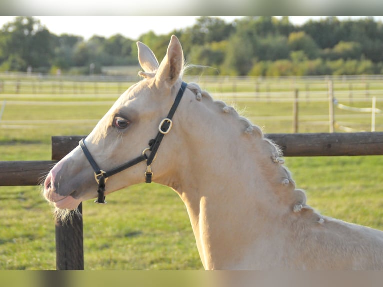 Deutsches Reitpony Hengst Fohlen (05/2025) Palomino in Soest