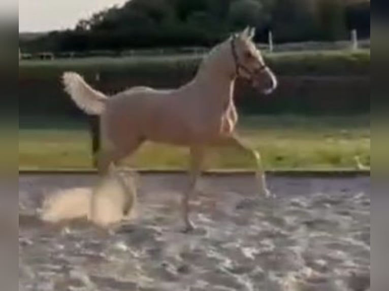 Deutsches Reitpony Hengst Fohlen (05/2025) Palomino in Soest