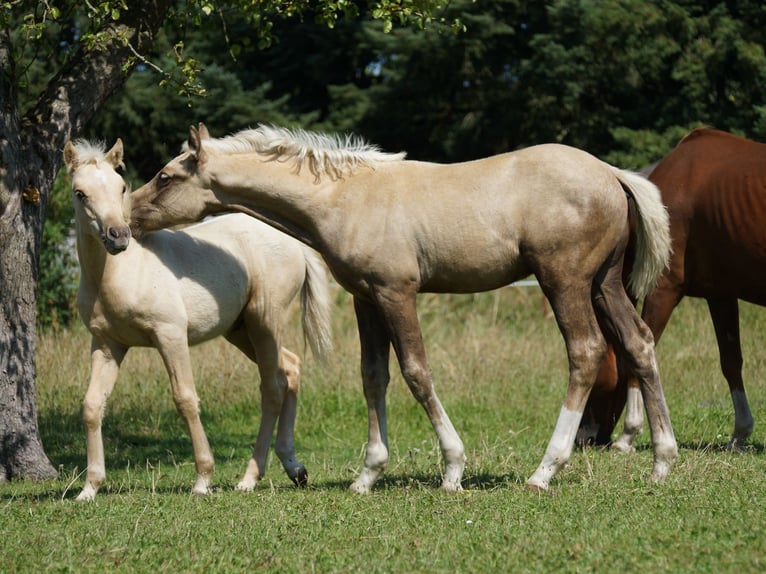 Deutsches Reitpony Hengst  Palomino in Spreenhagen