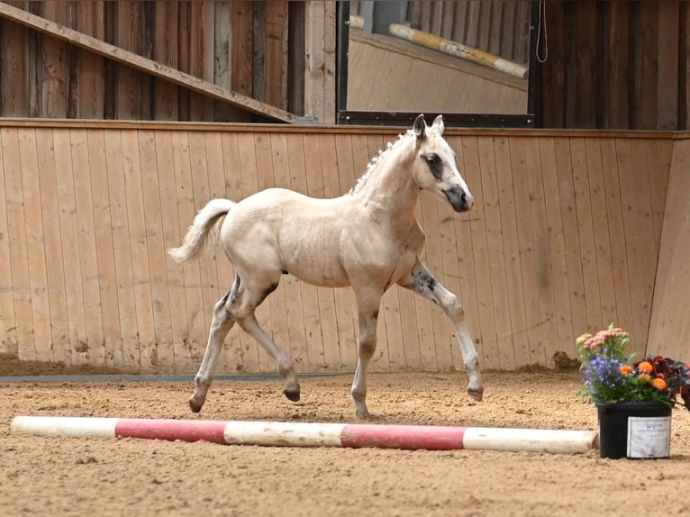 Deutsches Reitpony Hengst  Palomino in Spreenhagen