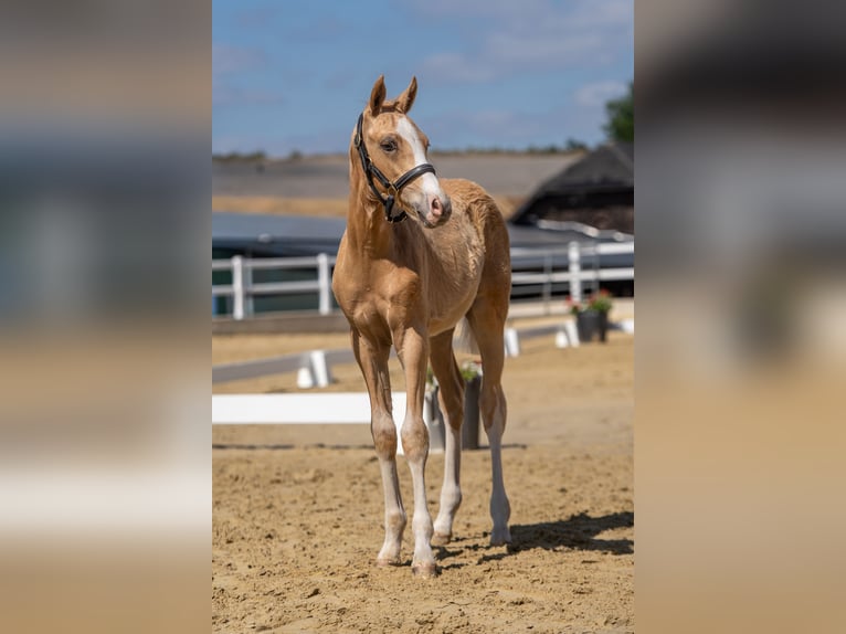 Deutsches Reitpony Hengst Fohlen (04/2026) Palomino in Ahaus