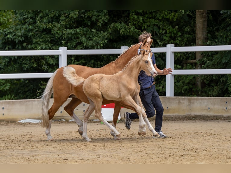 Deutsches Reitpony Hengst Fohlen (04/2026) Palomino in Ahaus