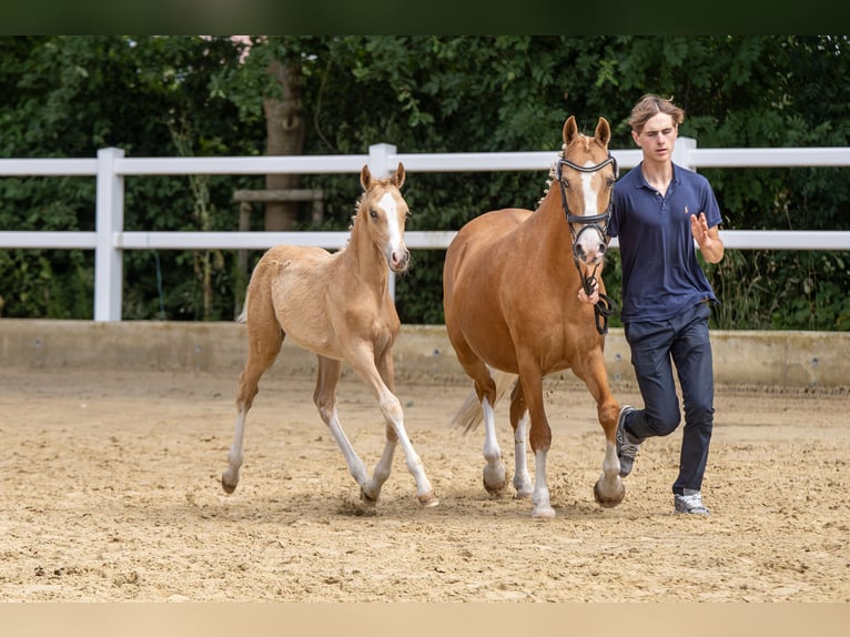 Deutsches Reitpony Hengst Fohlen (04/2026) Palomino in Ahaus