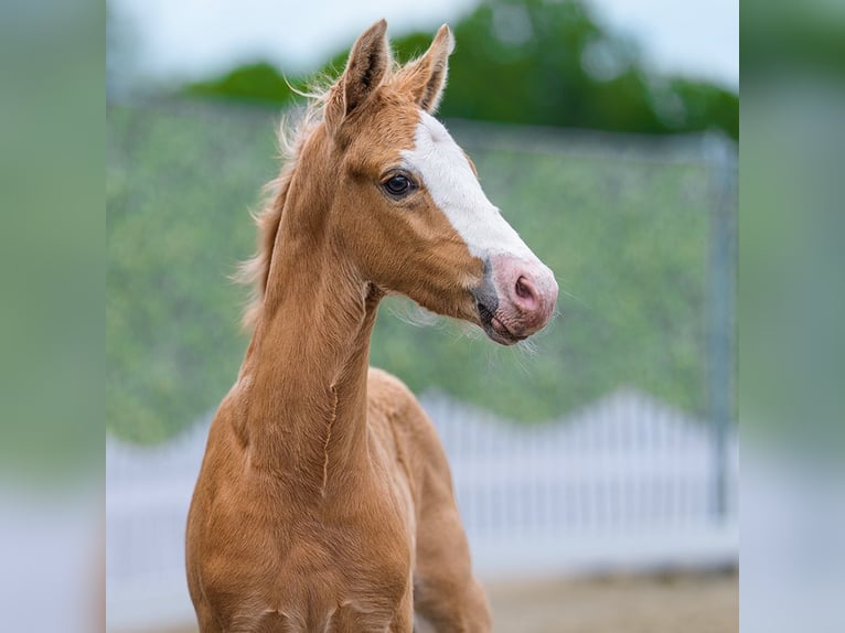 Deutsches Reitpony Hengst Fohlen (04/2026) Palomino in Mnster-Handorf