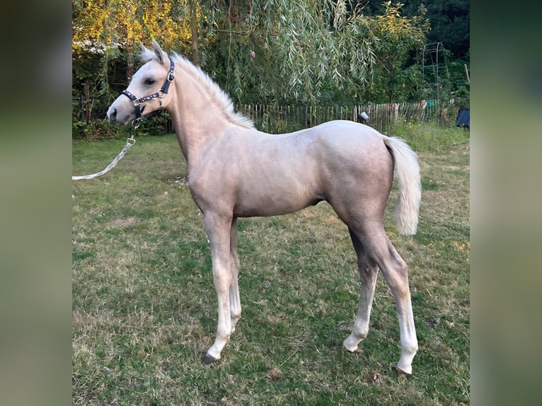 Deutsches Reitpony Hengst Fohlen (05/2026) Palomino in Basdahl