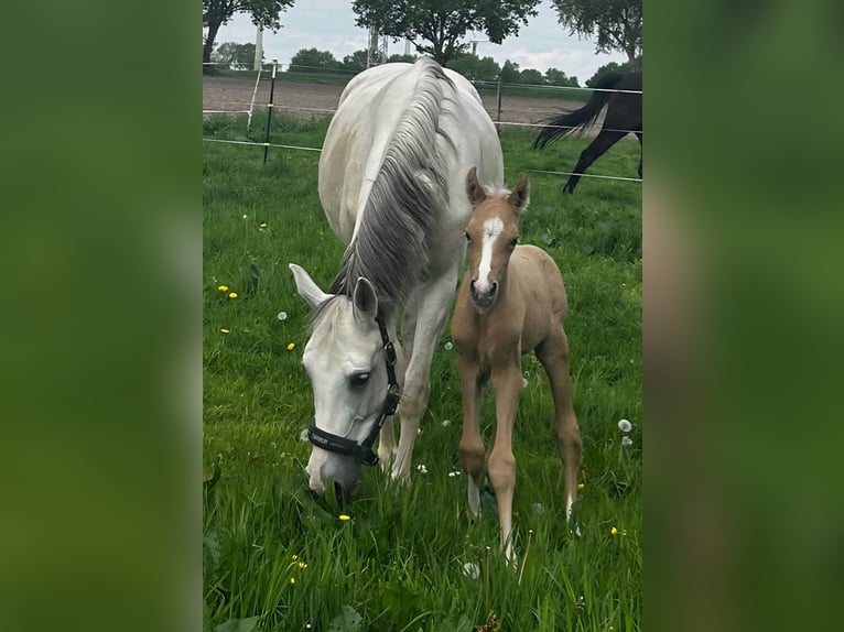 Deutsches Reitpony Hengst Fohlen (05/2026) Palomino in Basdahl