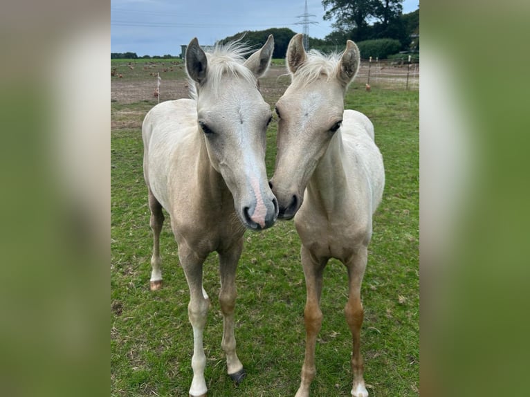 Deutsches Reitpony Hengst Fohlen (05/2026) Palomino in Basdahl