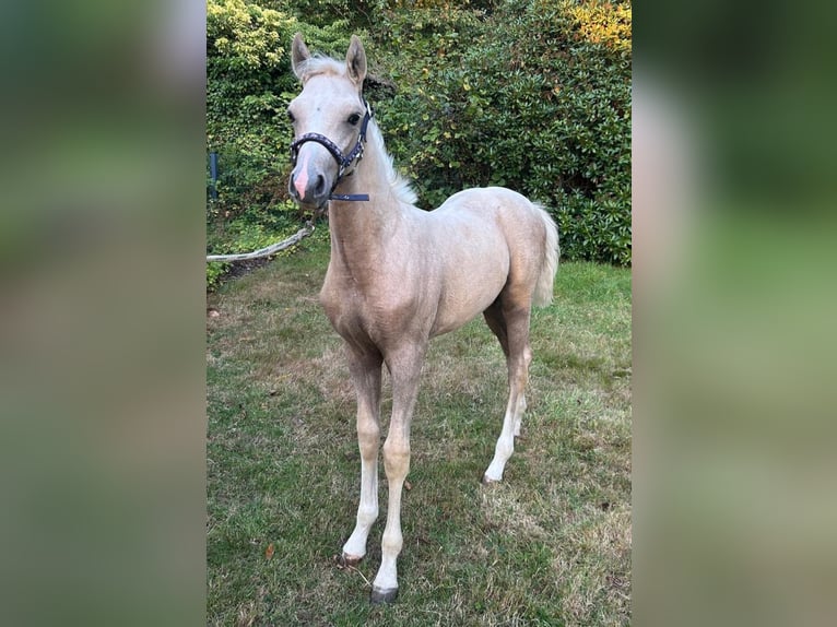 Deutsches Reitpony Hengst Fohlen (05/2026) Palomino in Basdahl
