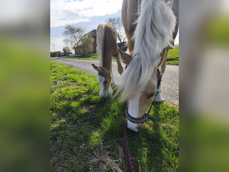 Deutsches Reitpony Hengst Fohlen (03/2026) Palomino in Butjadingen