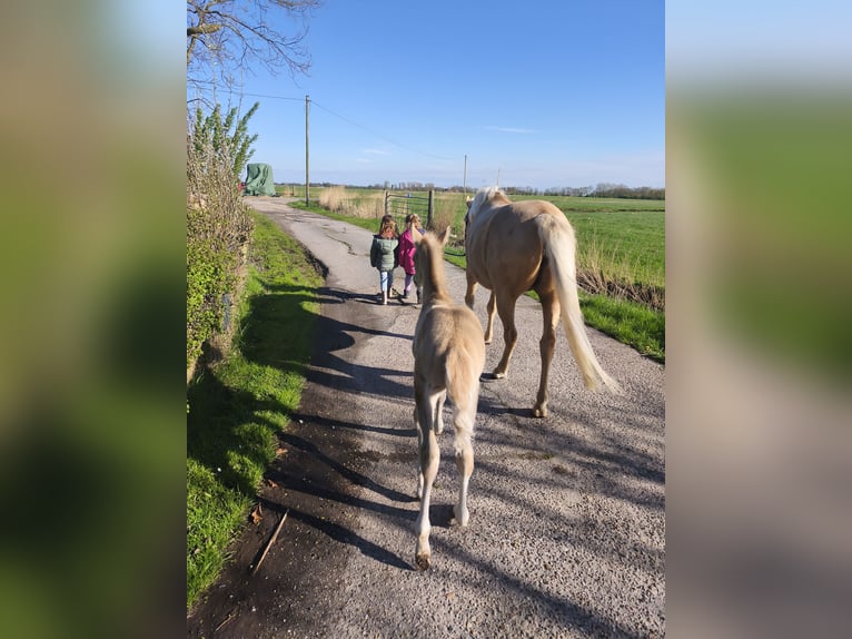 Deutsches Reitpony Hengst Fohlen (03/2026) Palomino in Butjadingen