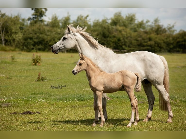 Deutsches Reitpony Hengst Fohlen (06/2024) Palomino in Hohenlockstedt