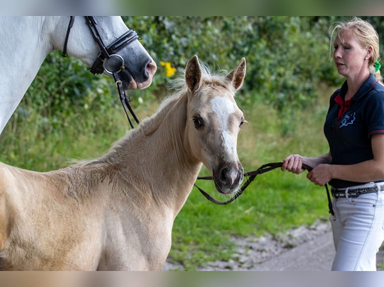 Deutsches Reitpony Hengst Fohlen (06/2024) Palomino in Hohenlockstedt