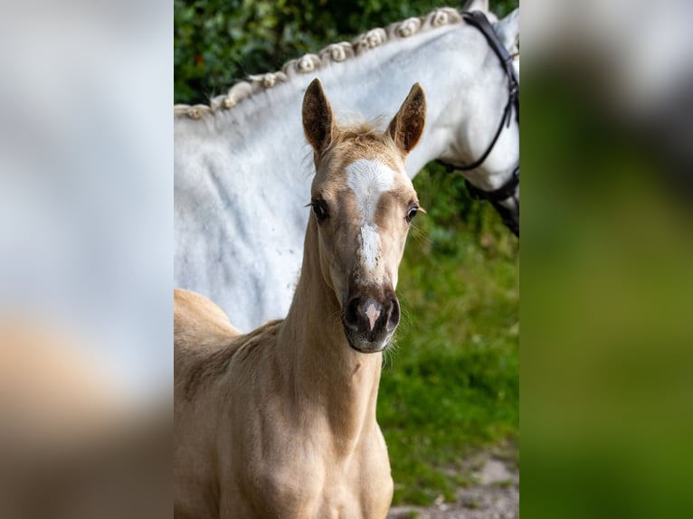 Deutsches Reitpony Hengst Fohlen (06/2024) Palomino in Hohenlockstedt