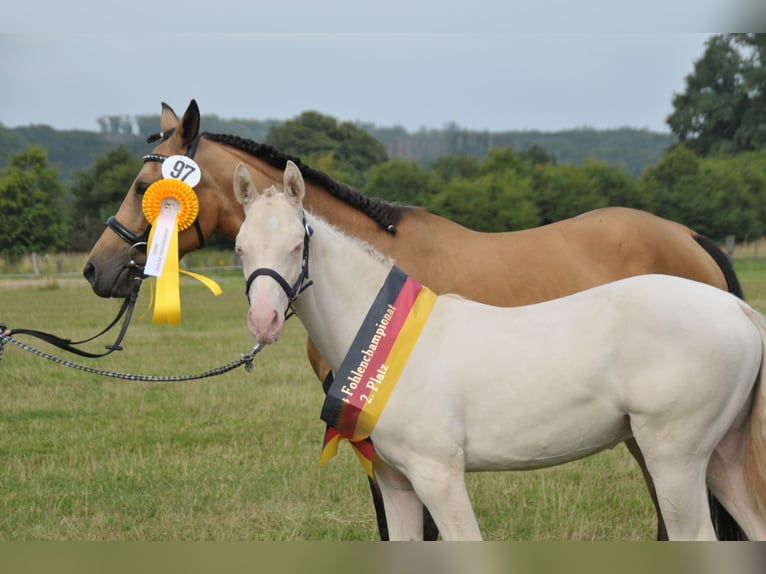 Deutsches Reitpony Hengst Fohlen (03/2024) Perlino in Lippetal