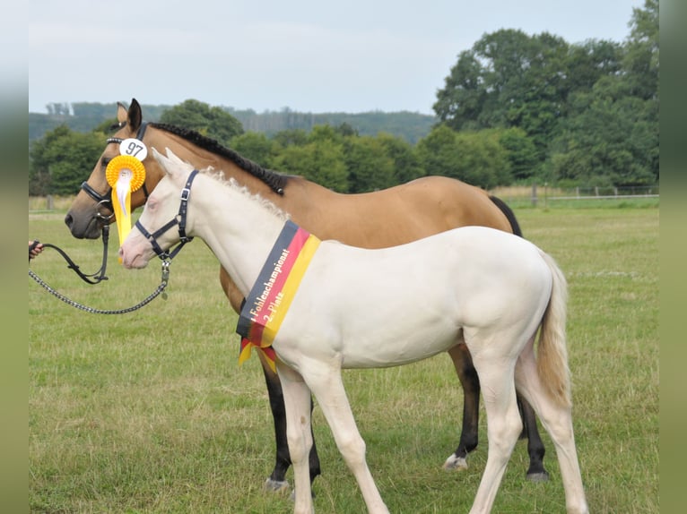 Deutsches Reitpony Hengst Fohlen (03/2024) Perlino in Lippetal