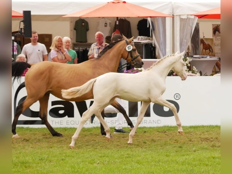 Deutsches Reitpony Hengst Fohlen (03/2024) Perlino in Lippetal