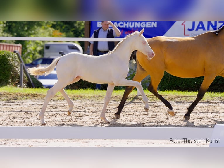 Deutsches Reitpony Hengst Fohlen (03/2024) Perlino in Lippetal