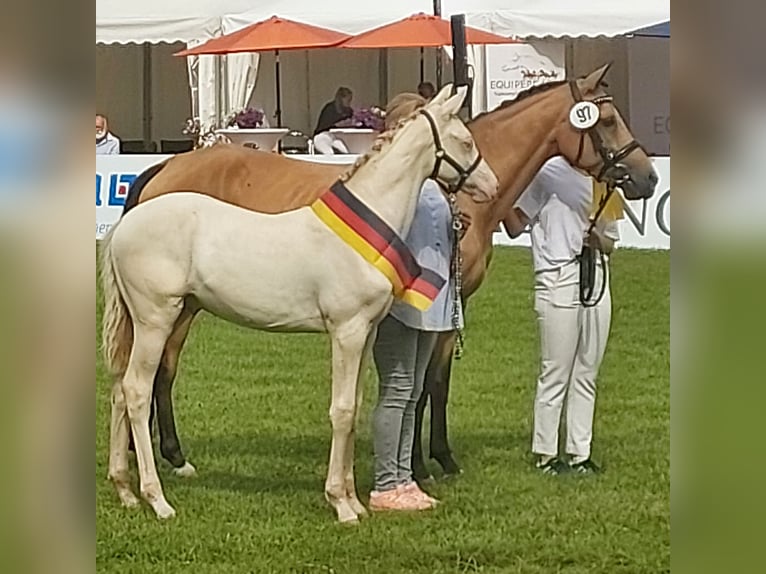 Deutsches Reitpony Hengst Fohlen (03/2024) Perlino in Lippetal