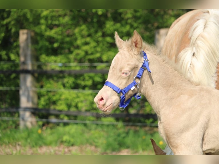 Deutsches Reitpony Hengst Fohlen (04/2026) Perlino in Castrop-Rauxel