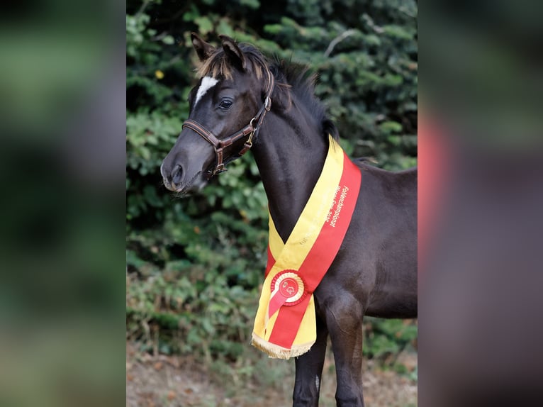 Deutsches Reitpony Hengst Fohlen (01/2026) Rappe in Bückeburg Scheie