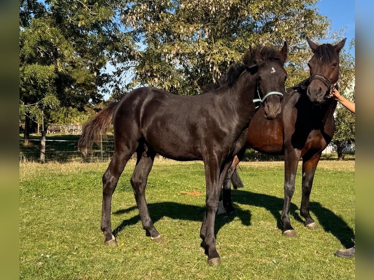 Deutsches Reitpony Hengst Fohlen (05/2026) Rappe in Werlerl