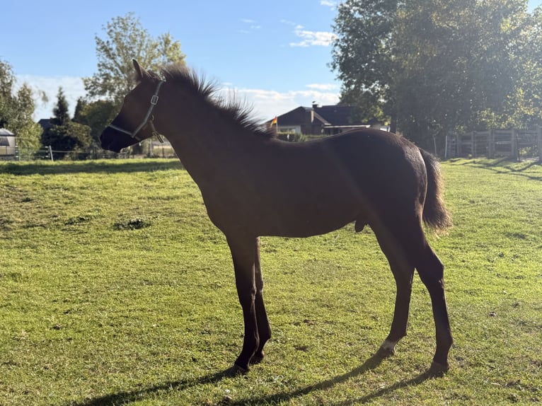 Deutsches Reitpony Hengst Fohlen (05/2026) Rappe in Werlerl