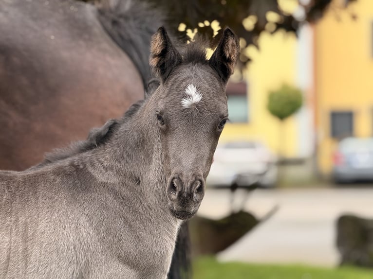 Deutsches Reitpony Hengst Fohlen (05/2026) Rappe in Werlerl