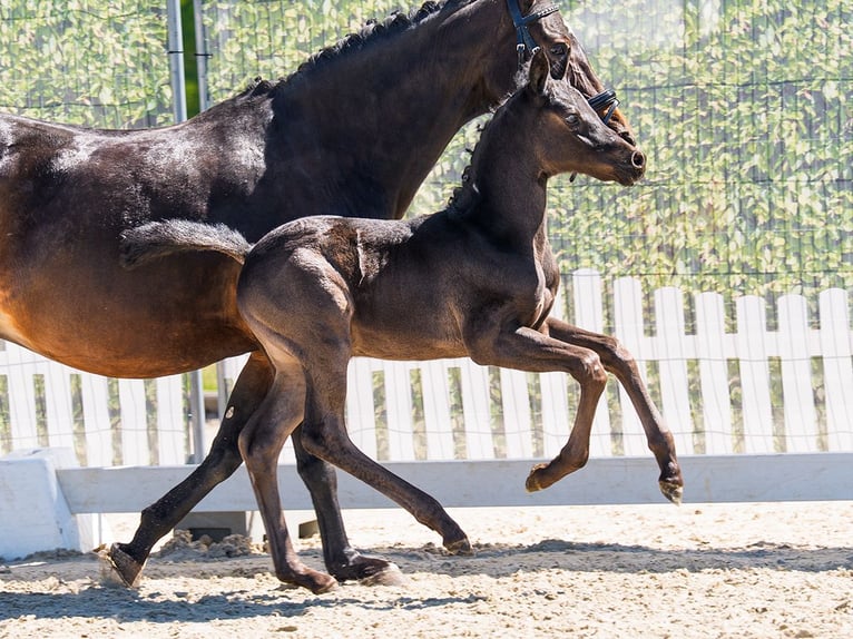Deutsches Reitpony Hengst Fohlen (03/2026) Rappe in Mnster-Handorf