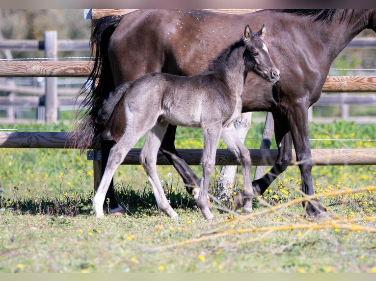 Deutsches Reitpony Hengst Fohlen (01/2026) Rappe in Nans-les-Pins