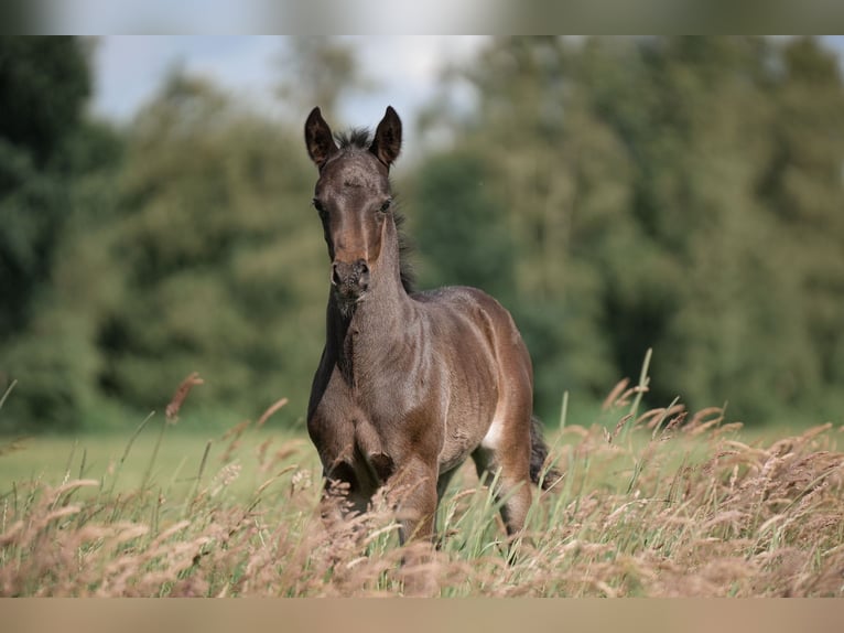 Deutsches Reitpony Hengst Fohlen (05/2024) Rappe in Buxtehude