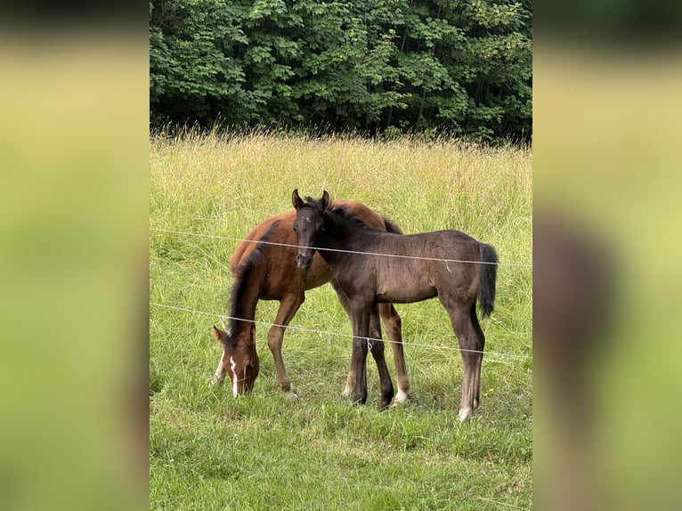 Deutsches Reitpony Hengst Fohlen (05/2026) Rappe in Walldürn