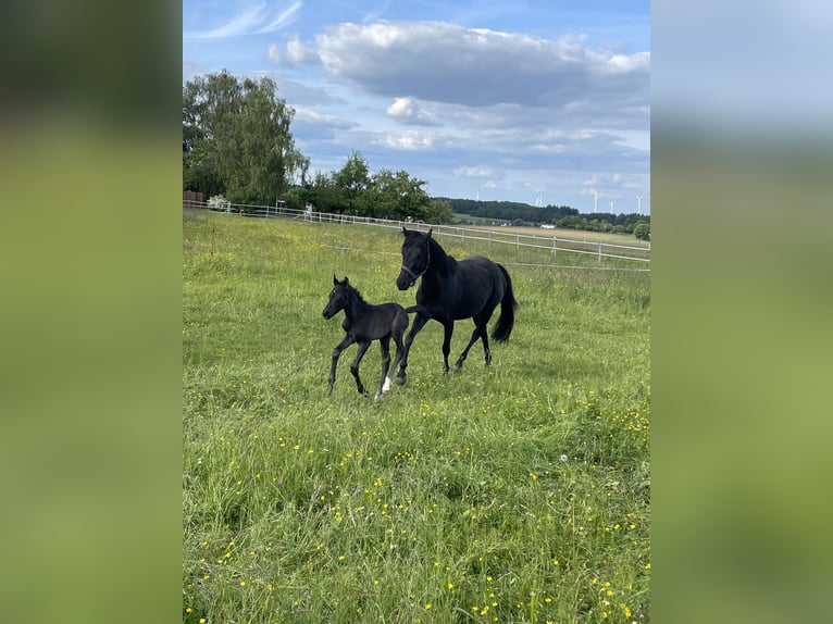 Deutsches Reitpony Hengst Fohlen (05/2026) Rappe in Walldürn