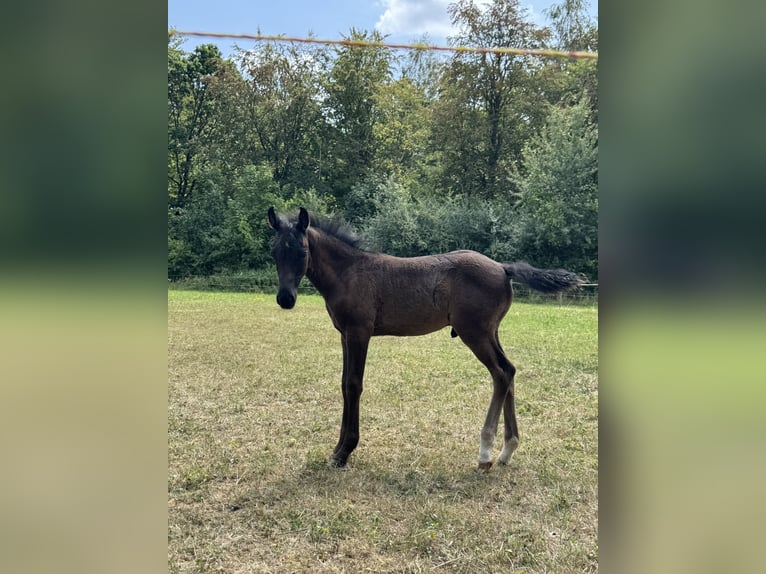 Deutsches Reitpony Hengst Fohlen (05/2026) Rappe in Walldürn