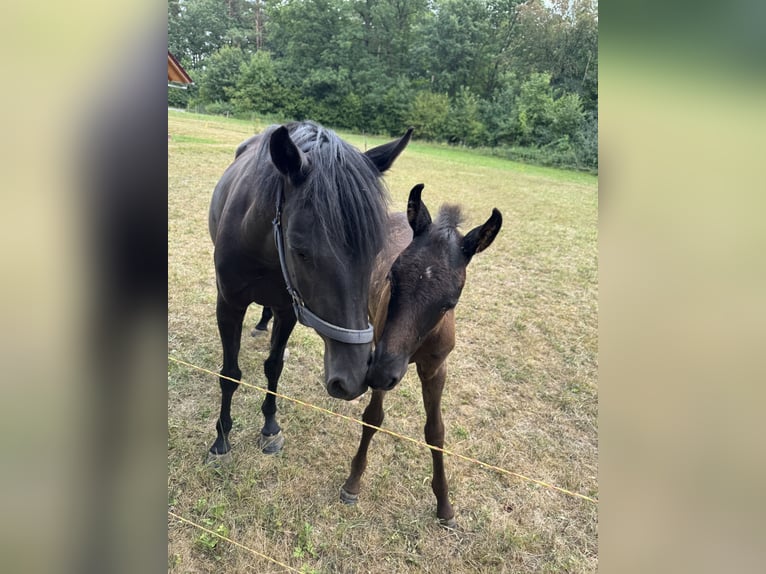 Deutsches Reitpony Hengst Fohlen (05/2026) Rappe in Walldürn