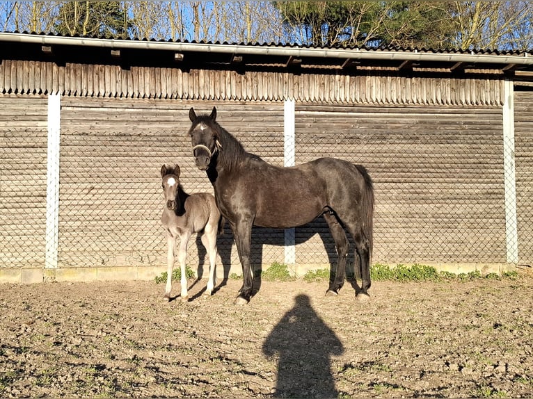 Deutsches Reitpony Hengst  Rappe in Zeulenroda