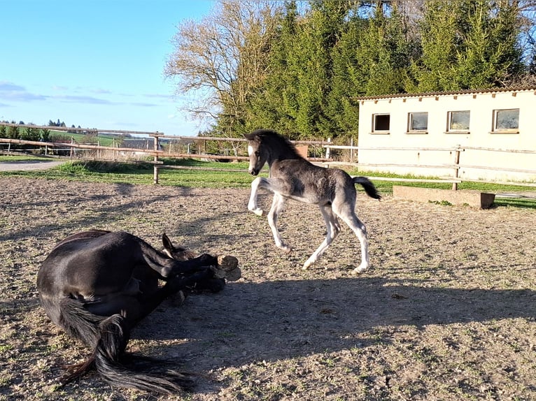 Deutsches Reitpony Hengst  Rappe in Zeulenroda
