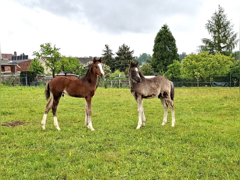 Deutsches Reitpony Hengst  Rappe in Zeulenroda