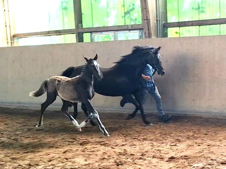 Deutsches Reitpony Hengst  Rappe in Zeulenroda