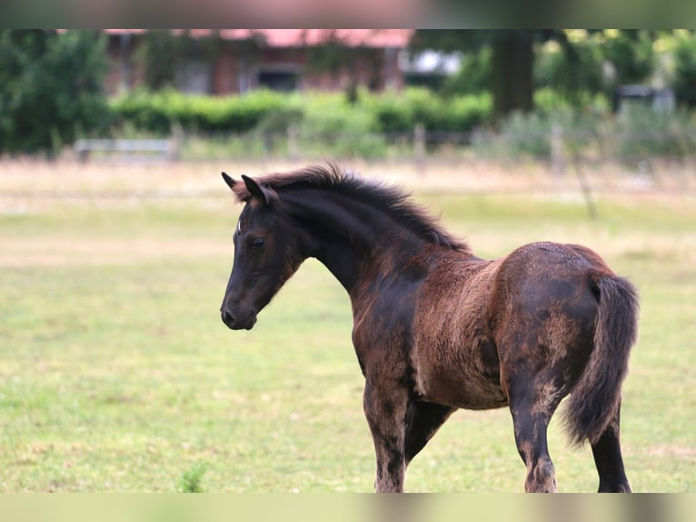 Deutsches Reitpony Hengst Fohlen (04/2026) Rappe in Wettringen