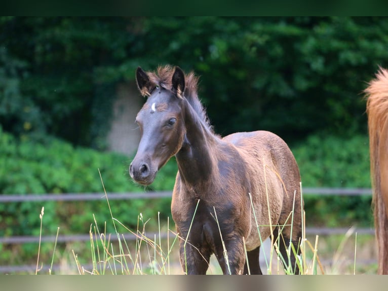 Deutsches Reitpony Hengst Fohlen (04/2026) Rappe in Wettringen