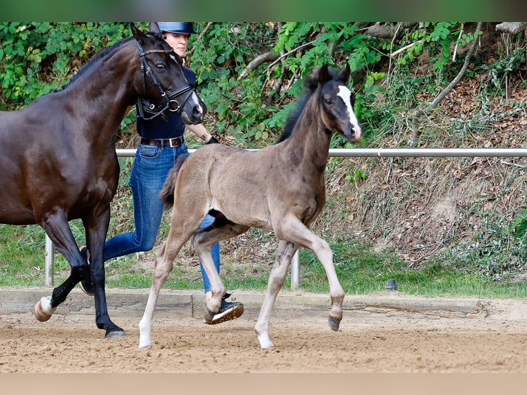 Deutsches Reitpony Hengst Fohlen (05/2025) Rappe in Westerstede