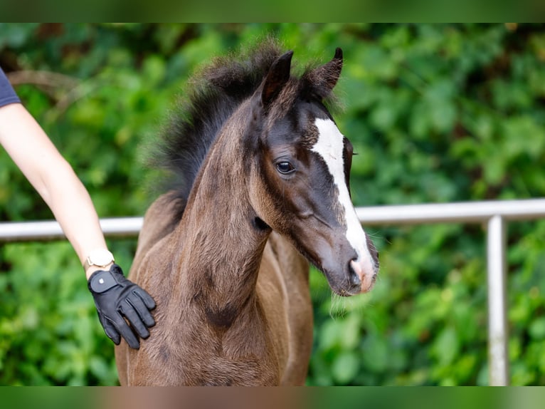 Deutsches Reitpony Hengst Fohlen (05/2025) Rappe in Westerstede