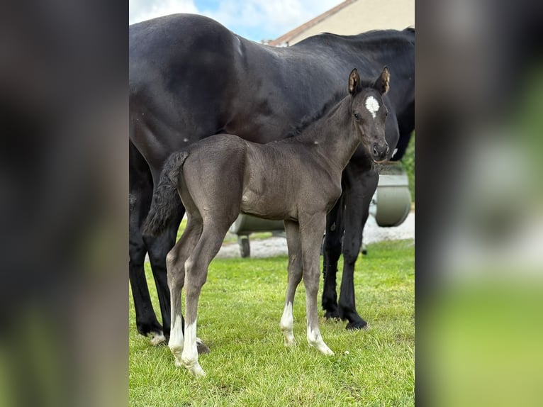 Deutsches Reitpony Hengst  Rappe in Schkopau