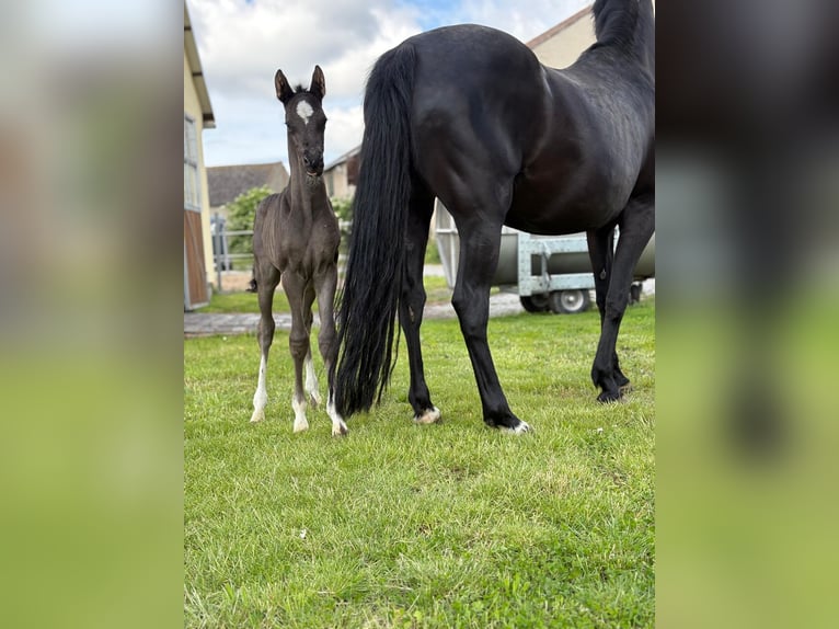 Deutsches Reitpony Hengst  Rappe in Schkopau