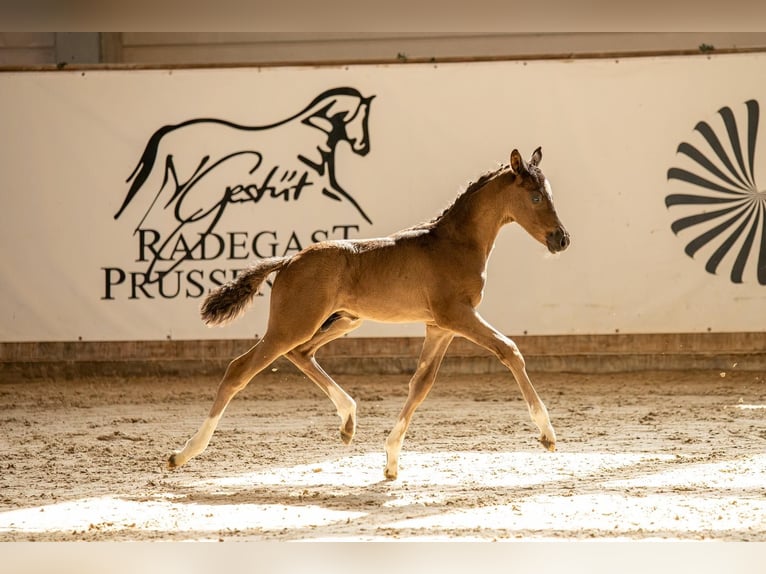Deutsches Reitpony Hengst Fohlen (05/2025) Rappe in Schkopau