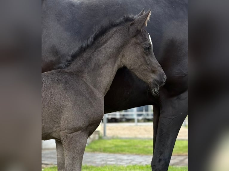 Deutsches Reitpony Hengst  Rappe in Schkopau