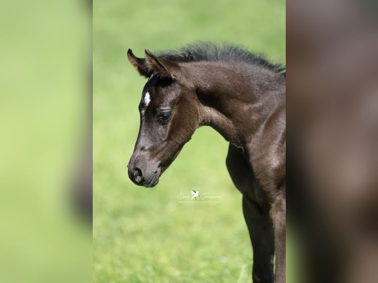 Deutsches Reitpony Hengst  Rappe in Neuenkirchen-V&#xF6;rden