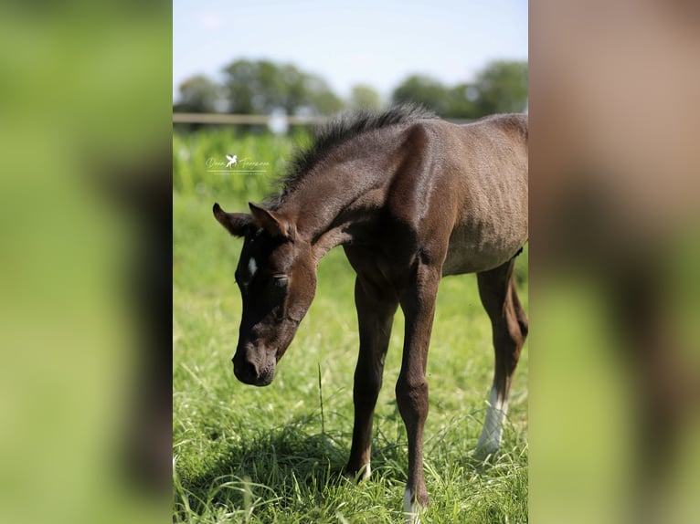 Deutsches Reitpony Hengst  Rappe in Neuenkirchen-V&#xF6;rden