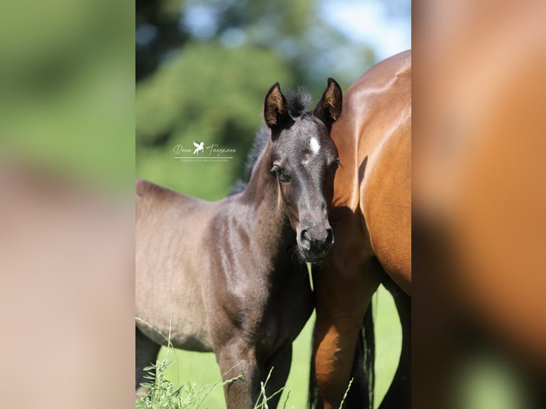 Deutsches Reitpony Hengst  Rappe in Neuenkirchen-V&#xF6;rden